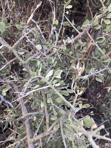 Image of Balanites pedicellaris by no rights reserved