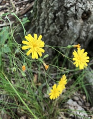 Hieracium venosum