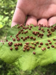 Phylloxera caryaefallax