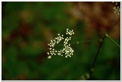 Physospermum cornubiense
