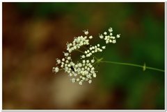 Physospermum cornubiense
