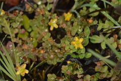 Hypericum anagalloides