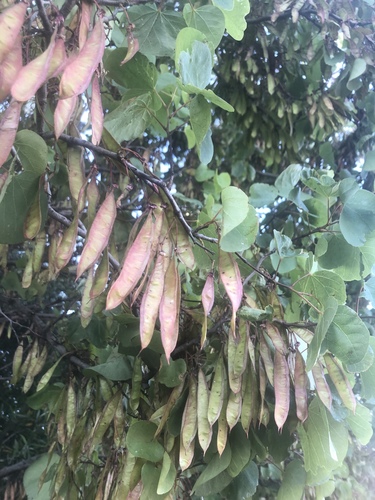 Judas-tree
