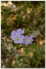 Linum lanuginosum