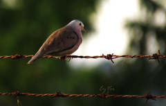 Columbina talpacoti