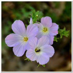 Linum lanuginosum