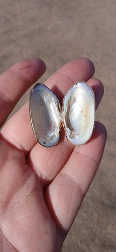 Thick-shelled Mussel