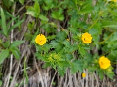 Potentilla flabellifolia