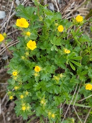 Potentilla flabellifolia