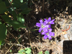 Brodiaea