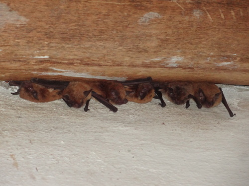 Dinelli's Myotis
