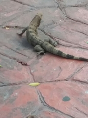 Ctenosaura similis