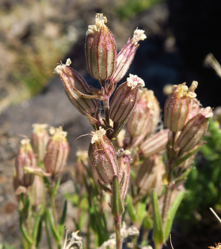 Silene suksdorfii, 2024-08-06