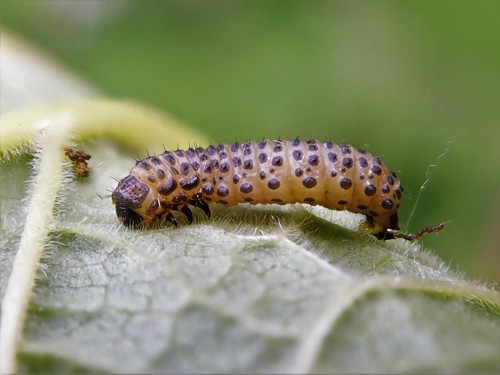 Viburnum Leaf Beetle, photo 4 of 10