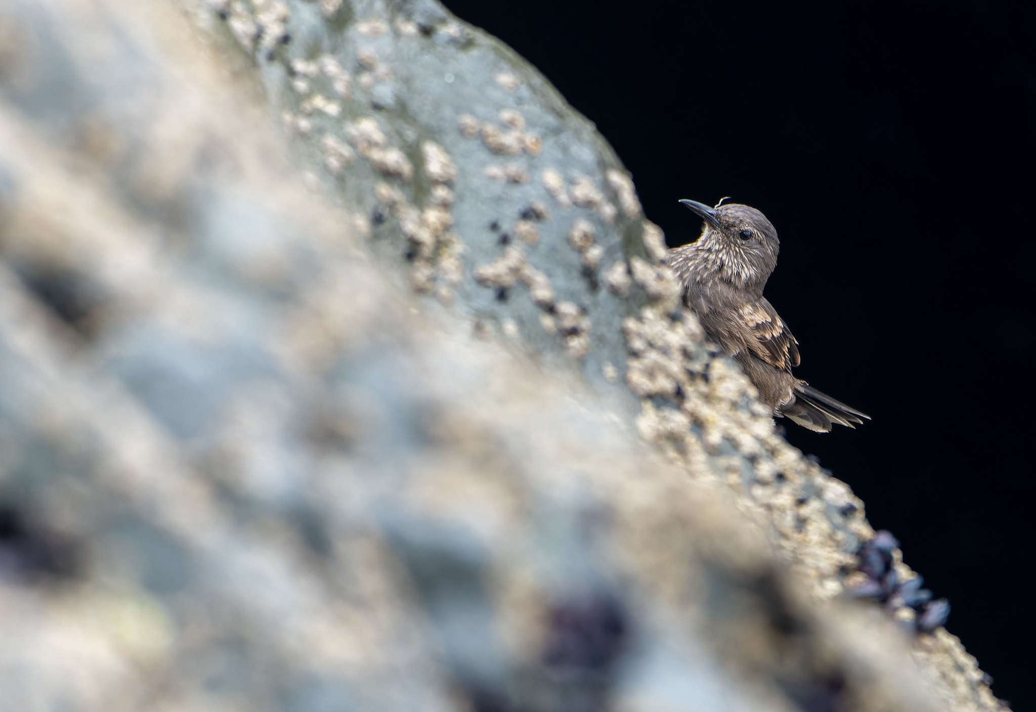 Peruvian Seaside Cinclodes (Cinclodes taczanowskii), photo 7