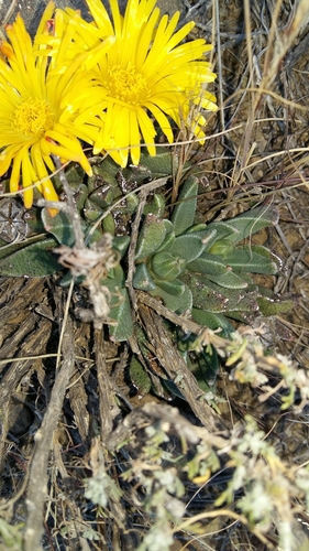 Rabiea albinota, photograph 4