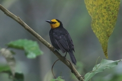 Black-Billed Weaver photo 1