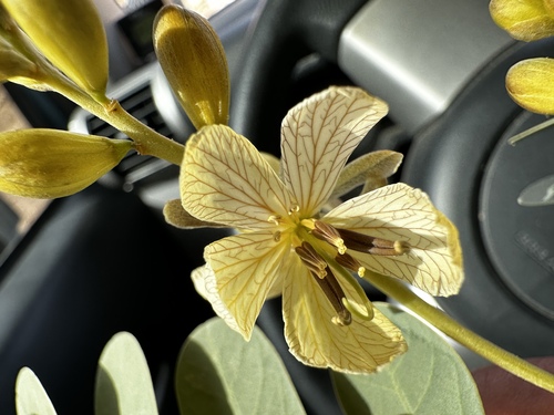 Eland's Pea