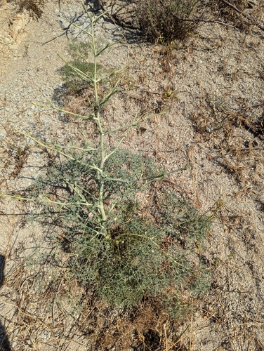 Image of Mediterranean Moon Carrot (Seseli tortuosum) by no rights reserved