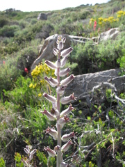 Caulanthus crassicaulis