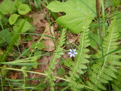 Sisyrinchium mucronatum