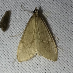 Saucrobotys futilalis