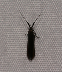 Coleophora deauratella