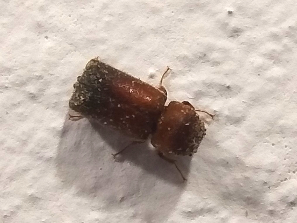 Xyloperthella picea