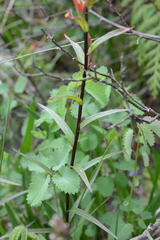 Sanguisorba officinalis