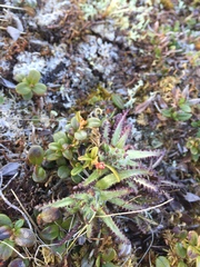 Pedicularis hirsuta