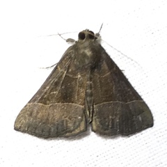 Hypena deceptalis