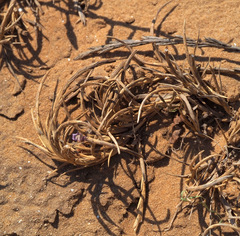 Parapholis marginata