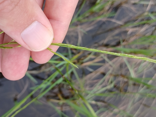 Image of Boreal Manna Grass (Glyceria borealis) by (c) Quinten Wiegersma, some rights reserved (CC BY)