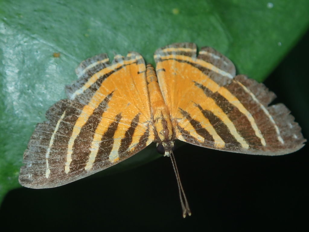 Fire-banded Metalmark