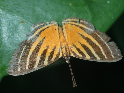 Fire-banded Metalmark