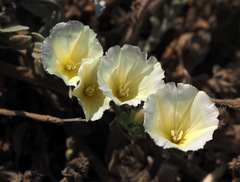 Convolvulus secundus