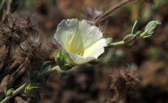 Convolvulus secundus