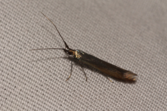 Coleophora deauratella