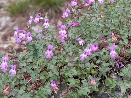 Micromeria (Micromeria marginata)