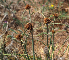 Cyperus sharonensis