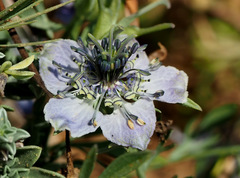 Nigella arvensis