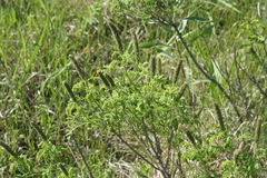 Amorpha nana