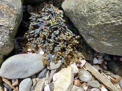 Fucus spiralis