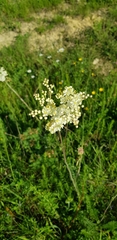 Filipendula vulgaris