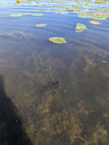Image of Najas guadalupensis by no rights reserved