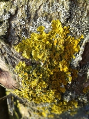 Xanthoria parietina