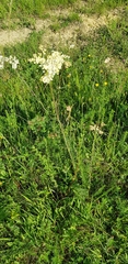 Filipendula vulgaris