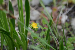 Hypericum anagalloides