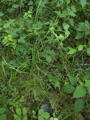 Image of Cattail Sedge (Carex typhina) by no rights reserved