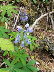 Lupinus arcticus